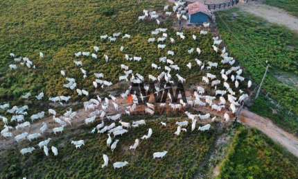 Fazenda à venda, 105028000 m² por R$ 330.000.000,00 - Velha Marabá - Marabá/PA