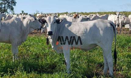 Fazenda à venda, 31500000 m² por R$ 60.000.000,00 - Fazenda - Paranatinga/MT