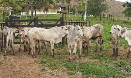 FAZENDA DE 18,5 ALQUEIRES A 20 KM DE GOV. VALADARES
