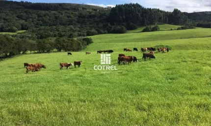 Fazenda com 609 hectares para pecuária em Santana da Boa Vista/RS