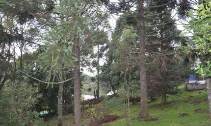 Chácara / sítio com 2 quartos à venda na Estrada Municipal Do Quilombo, Várzea Grande, Gramado