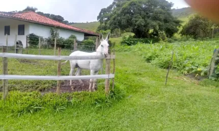 Fazenda c/ porteira fechada.50 alqueires.100% de permutas.c/180 cabeças de gado.