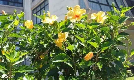 Apartamento com 2 quartos à venda na Praia de Leste, Pontal do Paraná 