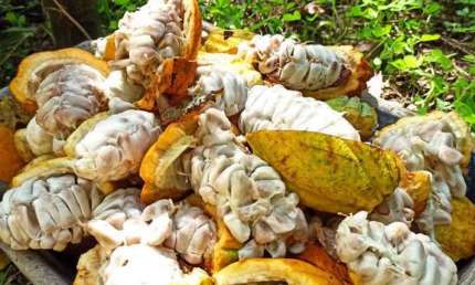 Fazenda à Venda no Sul da Bahia – Potencial e Beleza Natural em um Só Lugar!