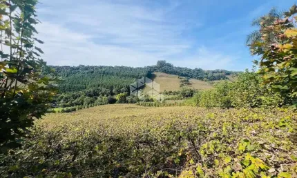Chácara com parreirais na Serra Gaúcha, Linha Paulina.