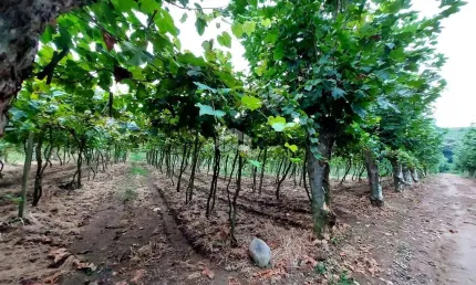Chácara / sítio com 1 quarto à venda na Santa Lúcia, 010, Vale dos Vinhedos (Distrito), Bento Gonçalves