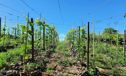 Chácara / sítio com 1 quarto à venda na Linha Armenio, 10, Centro, Monte Belo do Sul