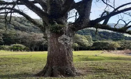 Chácara / sítio com 2 quartos à venda na Rst 431, 11, Linha Alcântara, Bento Gonçalves