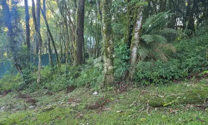 Terreno em condomínio fechado à venda na José Pedro Piva, 1999, Bosque Sinoserra, Canela