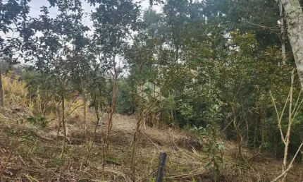Chácara / sítio à venda na Rs 418, 7000, Linha Antao, Santa Cruz do Sul