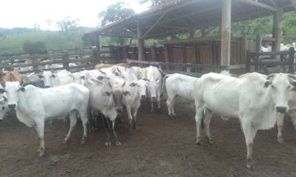 Chácara / sítio com 2 quartos à venda na Área Rural, Sn, Área Rural de Guaratinguetá, Guaratinguetá