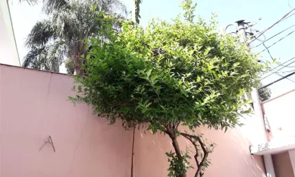 Casa com 3 quartos à venda na Avenida Iraí, --, Moema, São Paulo