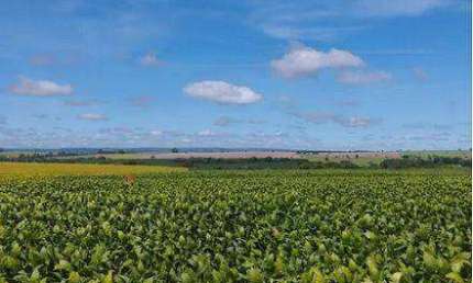 FAZENDA LINDÍSSIMA (350 Alqueires). FAZENDA COM COMPLETA INFRAESTRUTURA PARA O SEU AGRONEGÓCIO