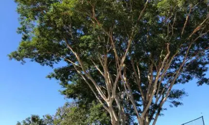 Terreno plano bem localizado no bairro mário dedini