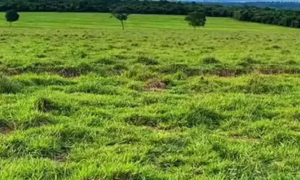 Fazenda à venda na Zona Rural, Itajá 
