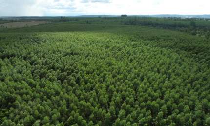 FAZENDA COM EUCALIPTO A VENDA NA REGIÃO DE BOTUCATU - SP 