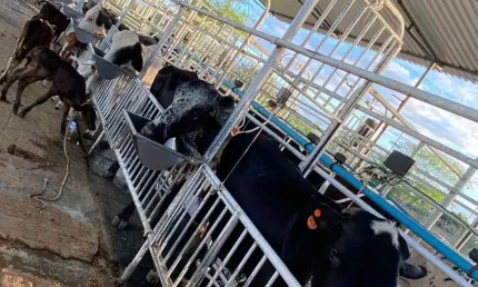 Fazenda à venda na Zona Rural, Iaçu 