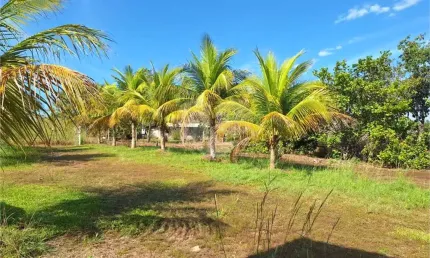Chácara com 4 quartos à venda em Área Rural De Cuiabá - MT