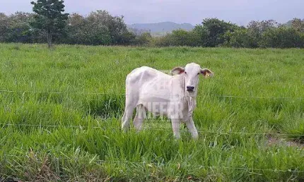 Fazenda produtiva à venda em silva jardim/rj – 16,6 ha, beira-rio, estrutura completa – r$ 1,91 mi