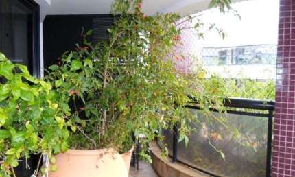 Cobertura com 4 quartos à venda em Jardim Vitória Régia - SP