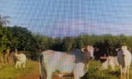 Fazenda com 6 dormitórios à venda, 345470000 m² por R$ 9.600.000,00 - Água Branca II - Unaí/MG
