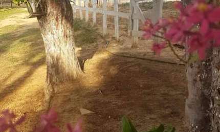 Chácara / sítio com 2 quartos à venda na Vicinal, 1020, Centro, Riversul por R$ 480.000