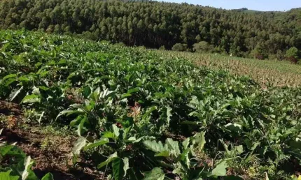 Chácara / sítio à venda na nequinho fogaça, abaitinga, são miguel arcanjo por r$ 425.000