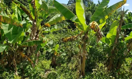 Chácara / sítio com 2 quartos à venda na ALAMEDA POÇOS DE CALDAS, 59, Laranjeiras de Caldas, Caldas, 2400 m2 por R$ 370.000