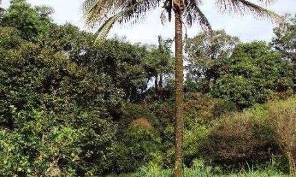 Bairro do Poste - Potencial para investidor - Terreno com 16.000 m²