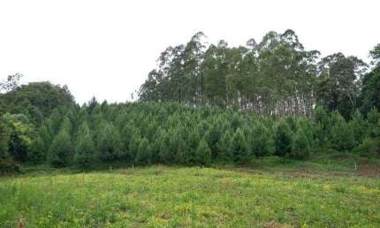 Terreno à venda na Santa Maria (Benedito Novo), 85, Santa Maria, Benedito Novo