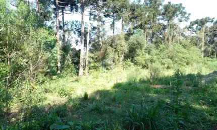 Chácara / sítio à venda na Vicente Prieto, 10761, Pinhal Alto, Nova Petrópolis
