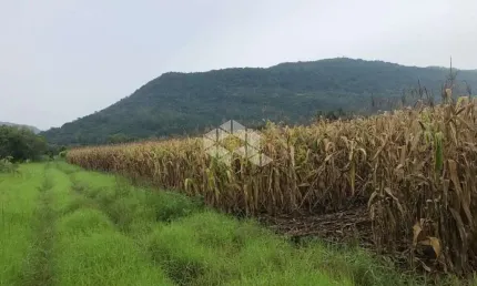 Chácara / sítio à venda na Não Informado, 358, Linha Temerária, Nova Petrópolis
