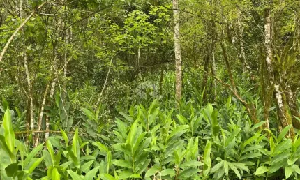 Chácara / sítio à venda na Pedancino, 1, Zona Rural, Nova Petrópolis