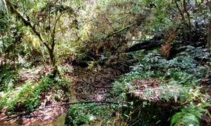 Chácara à venda, 63200 m² por R$ 700.000,00 - Bateias - Campo Largo/PR