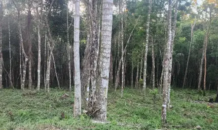 Chácara / sítio à venda na Rua Coronel Monteiro, Roseira, Campina Grande do Sul