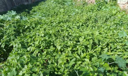 Terreno comercial à venda na Rua Pero Neto, 199, Vila da Saúde, São Paulo por R$ 1.750.000