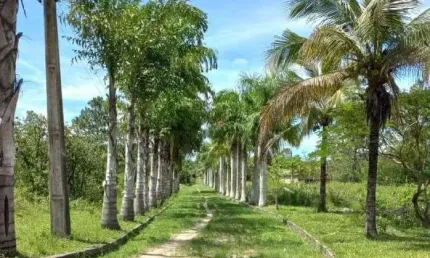 Sítio com 5 dormitórios à venda, 145200 m² por R$ 1.500.000,00 - Clube Engenheiros - Araruama/RJ