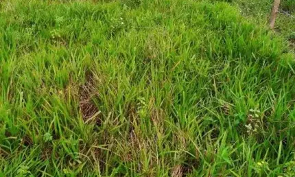Terreno à venda, 450 m² por R$ 40.000,00 - Itatiquara - Araruama/RJ