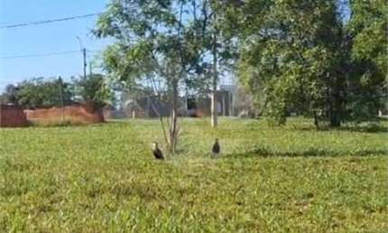 Terreno à venda na Rodovia Comandante João Ribeiro de Barros, Campos Ville, Araraquara