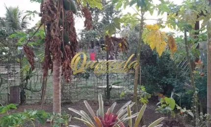 Chácara à venda, 5 casas, salão comercial, gourmet, piscina, Itaici, Indaiatuba.