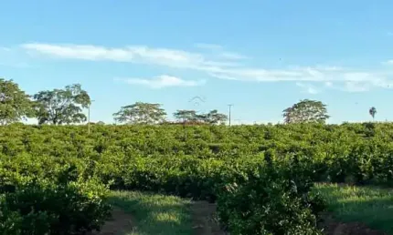 Chácara / sítio com 2 quartos à venda na Zona Rural, Palmeira D'Oeste 