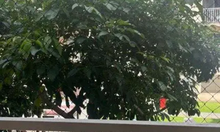 Apartamento com 2 quartos para alugar na Estrada do Tapanã, 813, Tapanã (Icoaraci), Belém