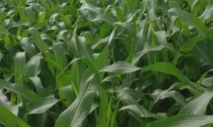 Chácara / sítio à venda na Indefinido, Centro, Campo Grande