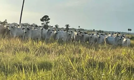 Chácara / sítio à venda na Centro, Setor Central, Santa Fé do Araguaia