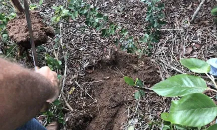 Chácara / sítio à venda na Centro, Centro, Sapezal