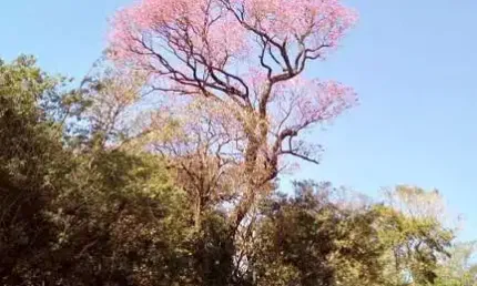 Chácara / sítio à venda na Balneário Ipiranga, Balneário Ipiranga, São Miguel do Iguaçu