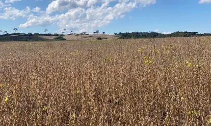 Chácara / sítio à venda na Centro, Centro, Guarapuava