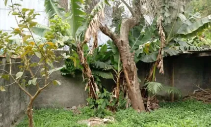 Terreno Residencial à venda, Vila Noêmia, Mauá - TE0184.
