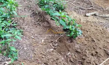 À venda - terreno no araribá - praia da maranduba - ubatuba/sp
