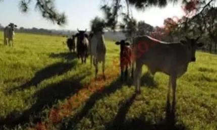 Fazenda à venda no Jardim da Balsa, Limeira 